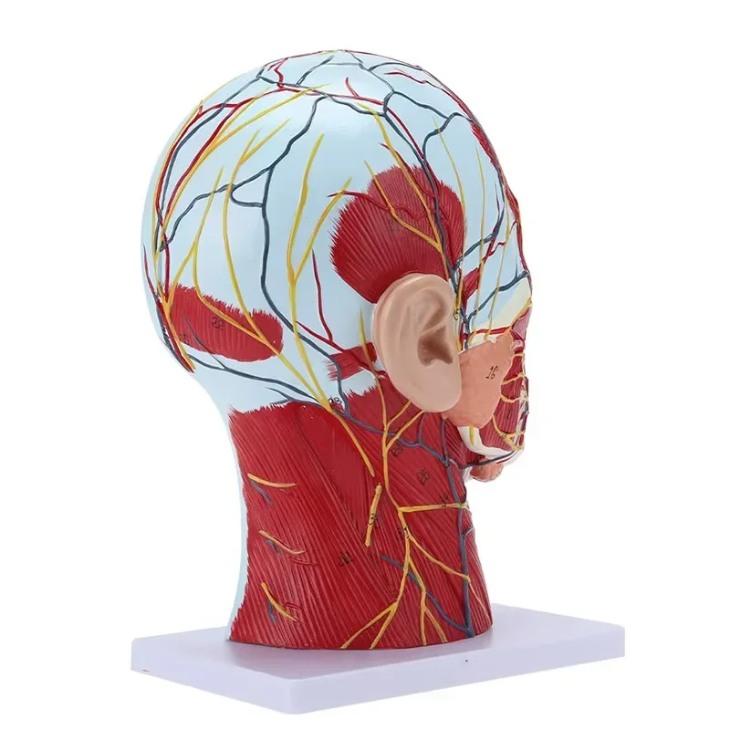 Education Scientifics Half Head Superficial Neurovascular Model with Musculature Life Size for Anatomical Teach Neck Vessels