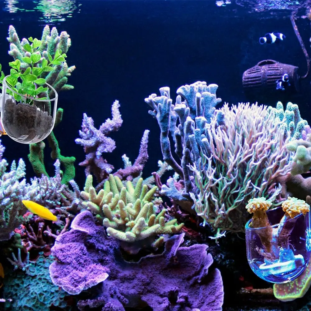 

Mini Aquarium Decoration Gardening Vase Fish Tank With Suction Holder Red Worm Feeder Plant Cup