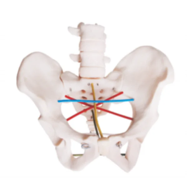 

Pelvic Measurement Teaching Model Skeletal Anatomy Pelvimetry Learning Simulator