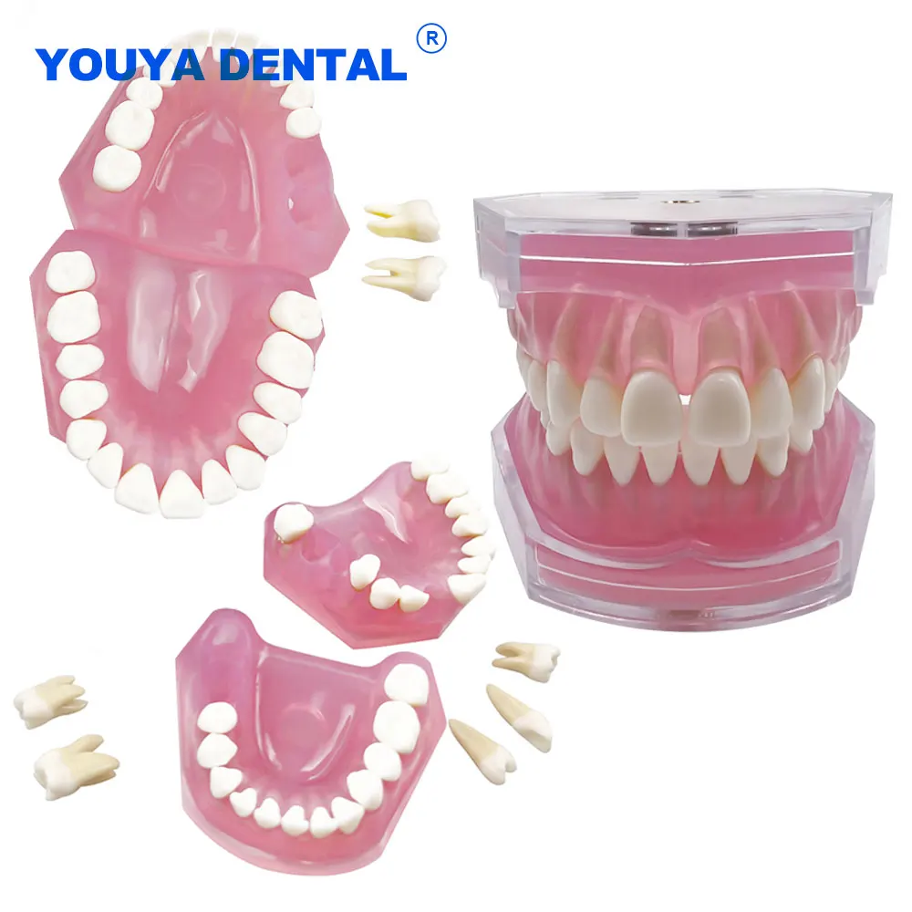 Dental Standard Typodont Teaching Model Removable Teeth Soft Gum Training Extraction Pratice Model Dentistry Study Demonstration