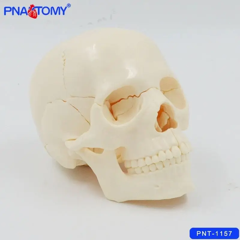 4D Detachable Art Medical Simulation Skull Human  Model Color Partition