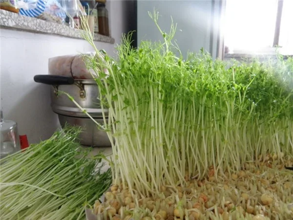 آلة تنبت فول مونج التجارية ذات درجة حرارة ثابتة آلة زراعة تنبت