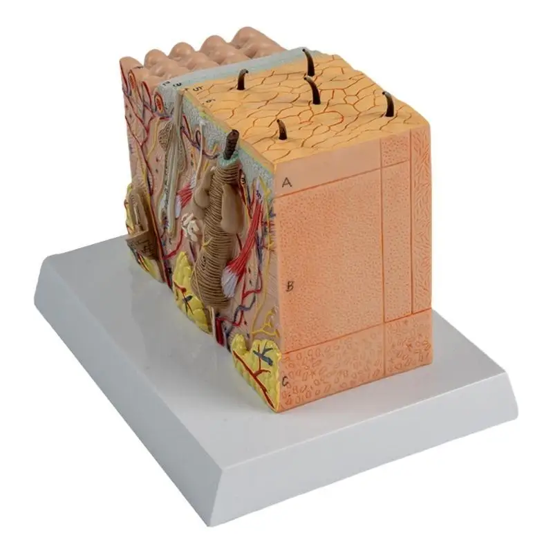 

Анатомическая модель структуры кожи человека для изучения в классе естественных наук