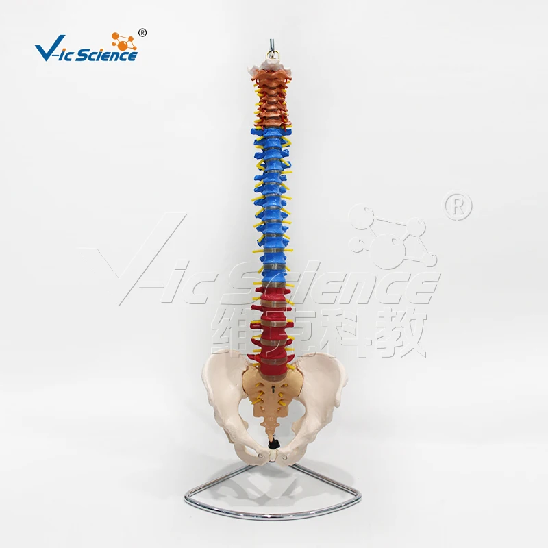 Human Spine Model Didactic Vertebral Column with Pelvis