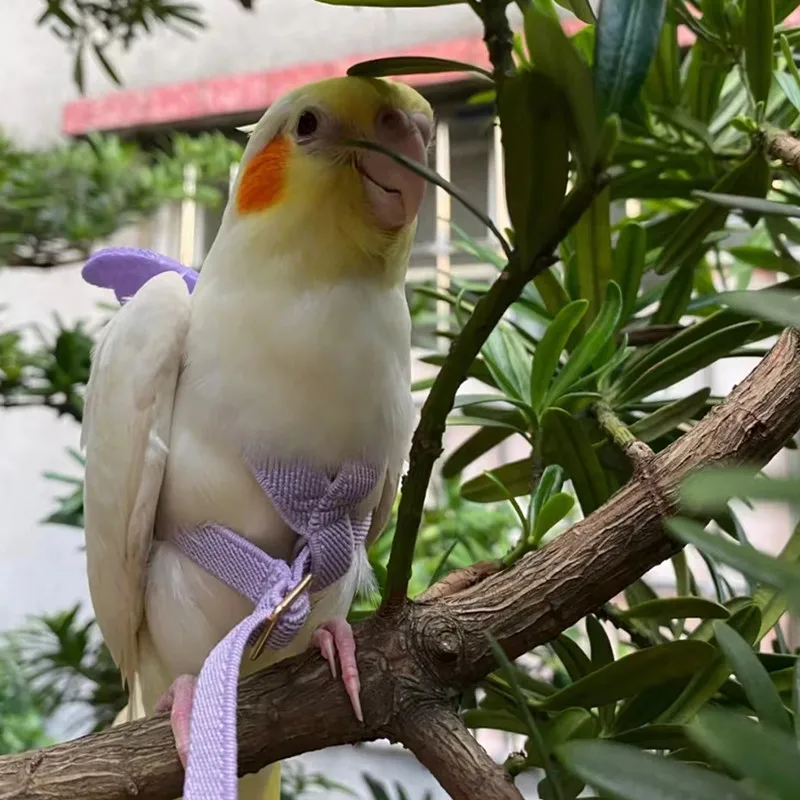 Parrot Flying Harness Leash Suit Pet Bird Outdoor Flight Training Rope Cockatiel Supplies Macaw Accessories  Stuff For Budgie