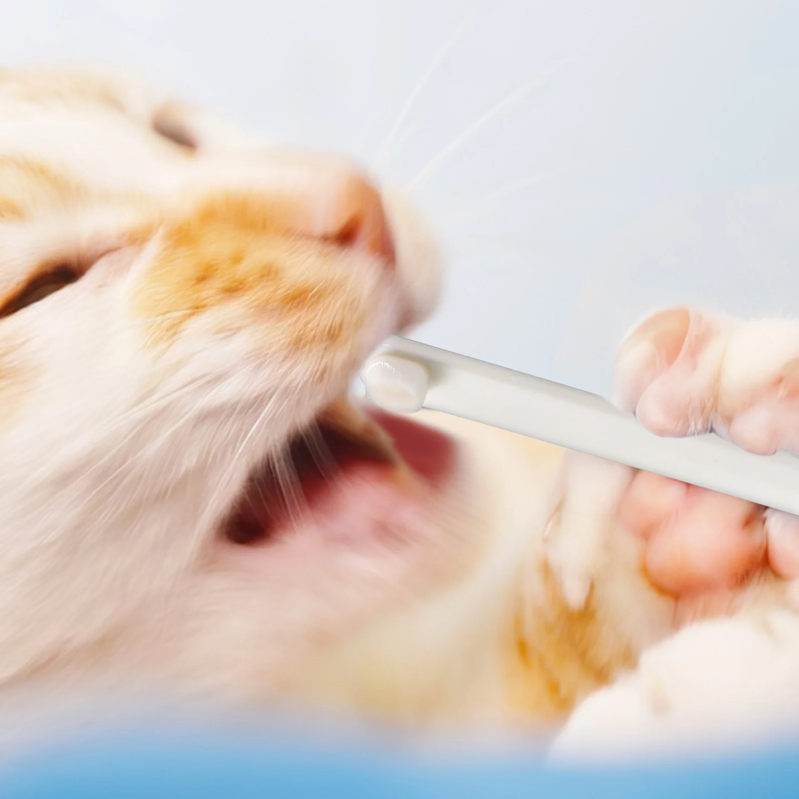 

3pcs Pet Oral Clean Toothbrush Soft Bristles Small Head Cat Dog Rabbit Supplies Handheld Brushing Kit Dental Care