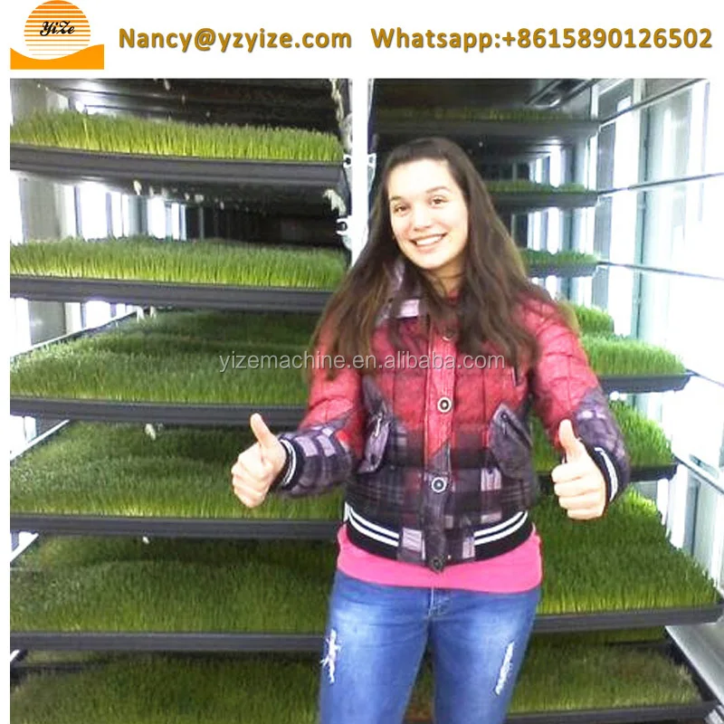 Hydroponic Green Fodder Sprout Machine for Mung Beans