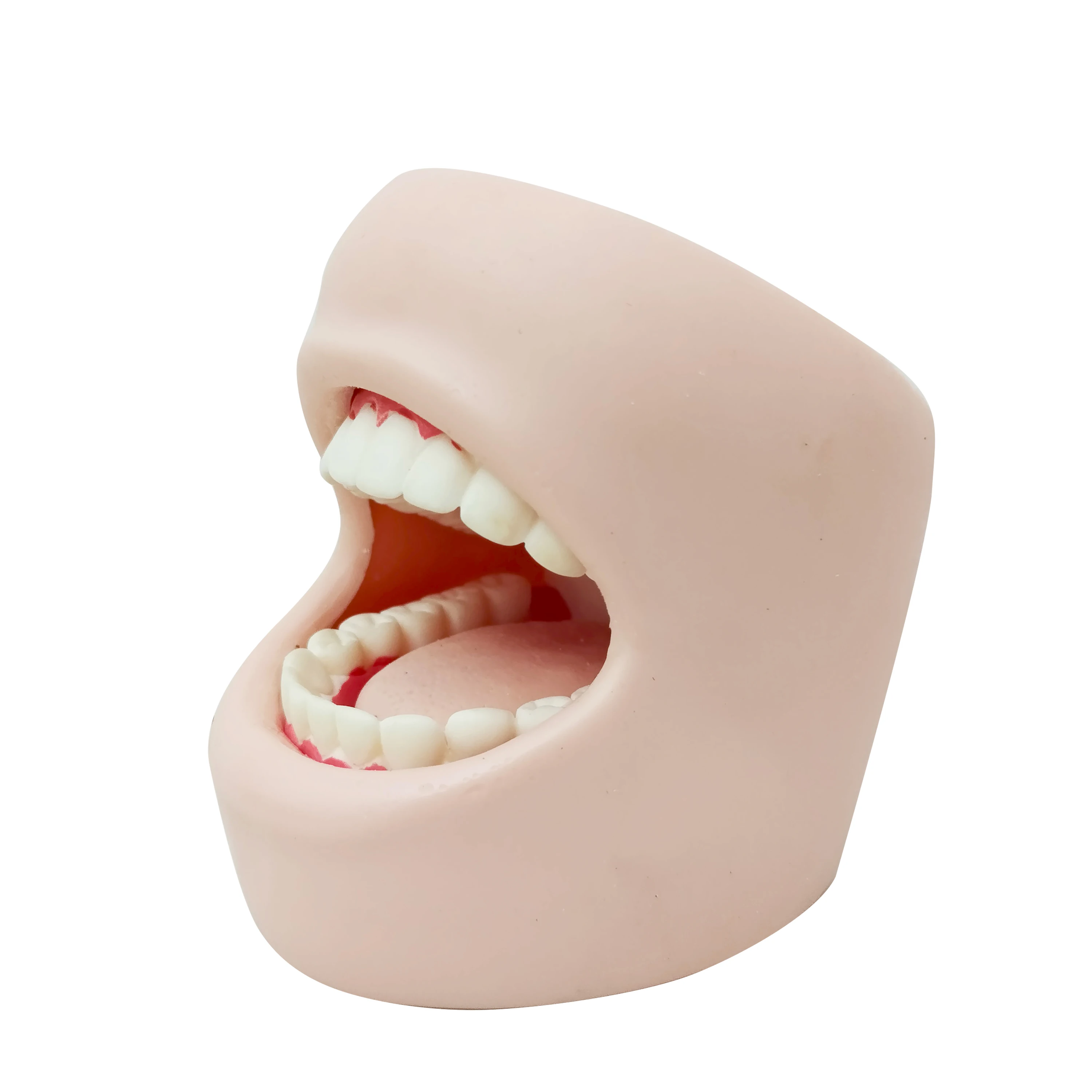 Wholesale PVC Medical Science Dental Standard Simulation Adult Tooth Full Mouth Teeth Teaching Advanced Oral Care Model Cheeks