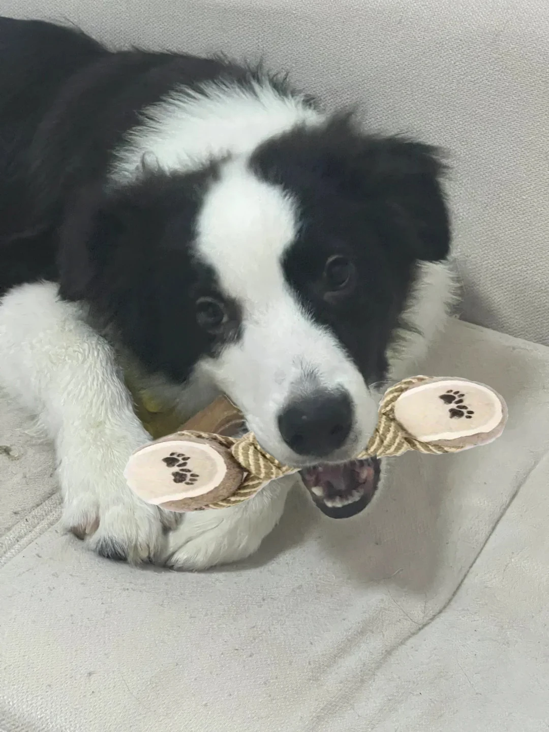 Thumbnail 3 - #10 Latest Puppy Rope Toys Offers