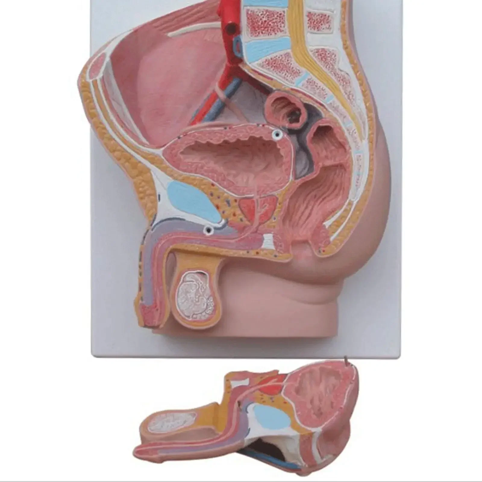 PVC Human Male Penis Urinary Bladder Anatomical Medical Model Urology Anatomy