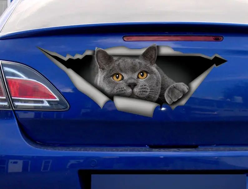 British Shorthair decal, gray cat car decal, funny sticker, cat car sticker