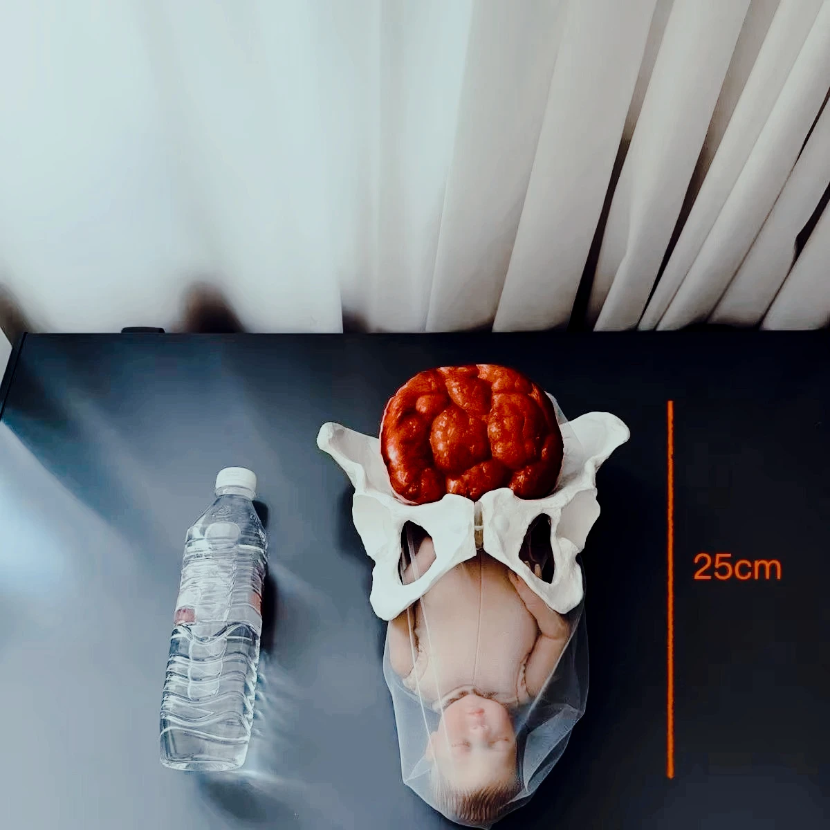 Obstetric Delivery Teaching Model, Pelvis Fetus Placenta Umbilical Cord Membrane Model for Midwifery Training Education