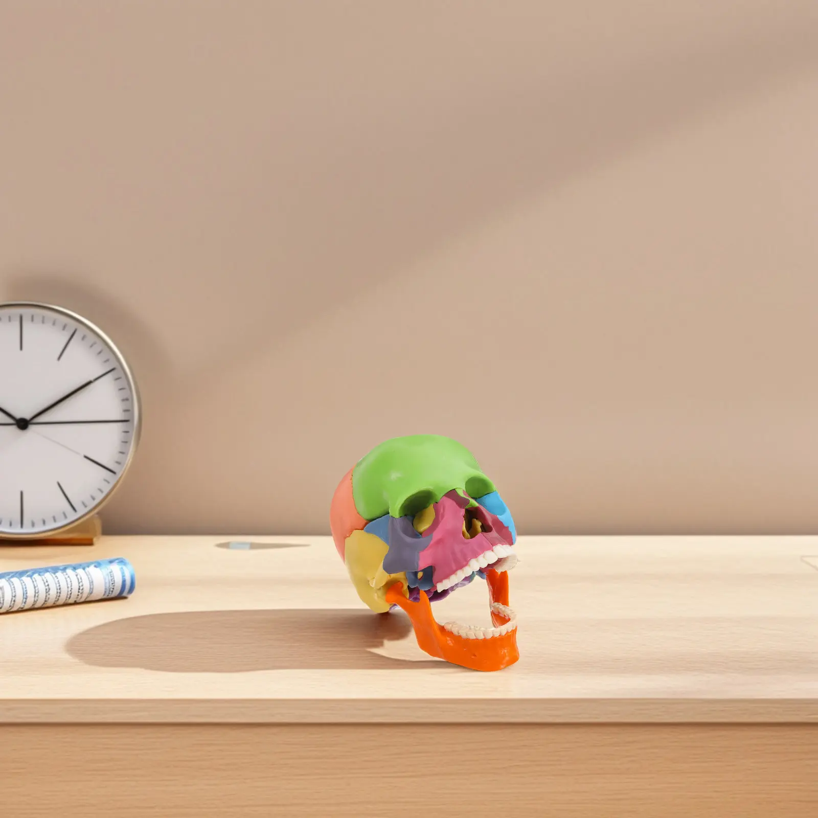 detached-colorful-skull-anatomy-stem-scientific-teaching-tools-for-medical-classroom-learning-human-skull-organ-models