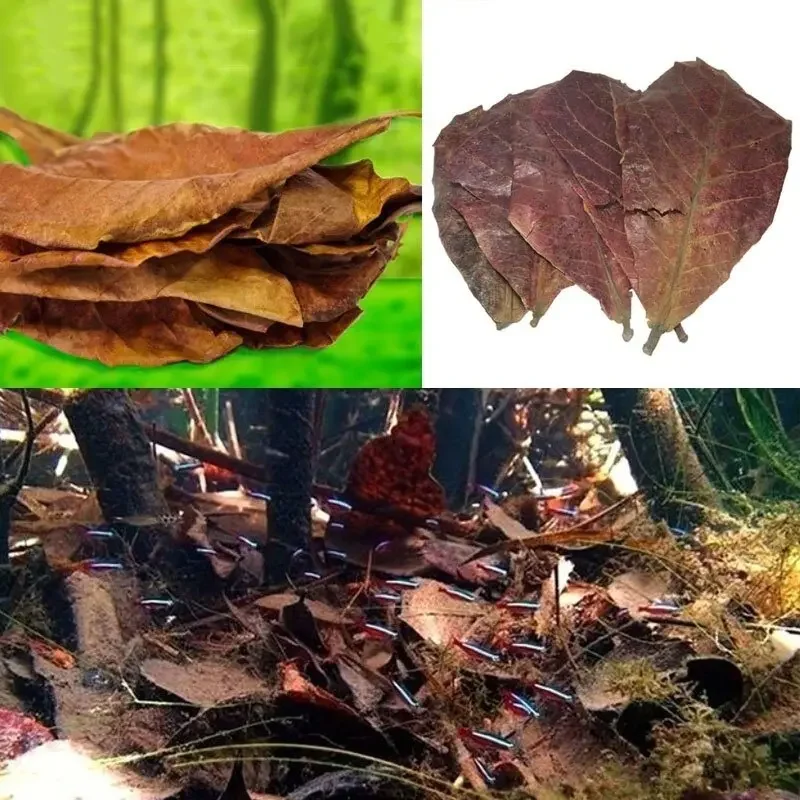 10PCS Natural Terminalia Catappa Foetida Leaf Cleaning Aquarium Tank Lower PH Inhibit Bacteria Fish Treatments