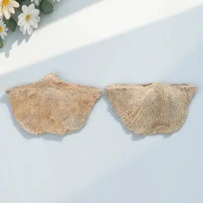 

2pcs Natural Sea Shell Specimens Authentic Marine Models For Educational Teaching Supplies Geology Study Decor