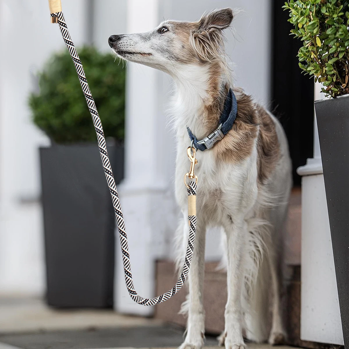 Slip-Nylon-Halsband- und Leinen-Sets, Haustier-Halsring, verstellbares Seil für kleine, mittelgroße und große, einfach zu handhabende Outdoor-Walking-Hunde, 4 Größen – Detail 15