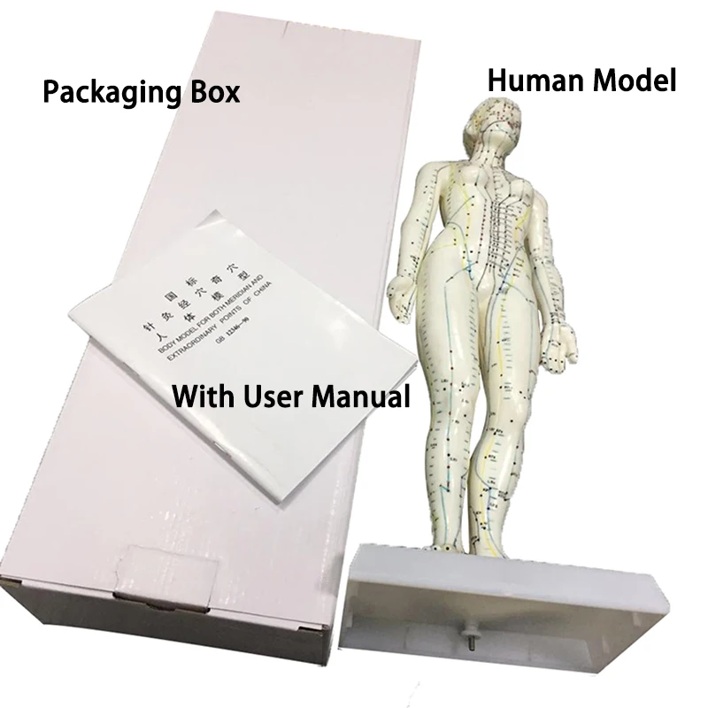 Human Body Acupuncture Model 48cm Female 50cm Male PVC Head Hand Foot Human Body Acupuncture Model Acupoint Model English Code