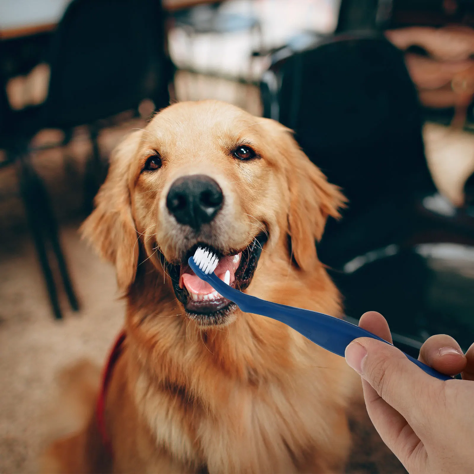 

3Pcs Dog Toothbrush for Pets Teeth Care Brush Double-End Clean Tool Suitable for Various Mouth Shapes Dry Quickly Secure Storage