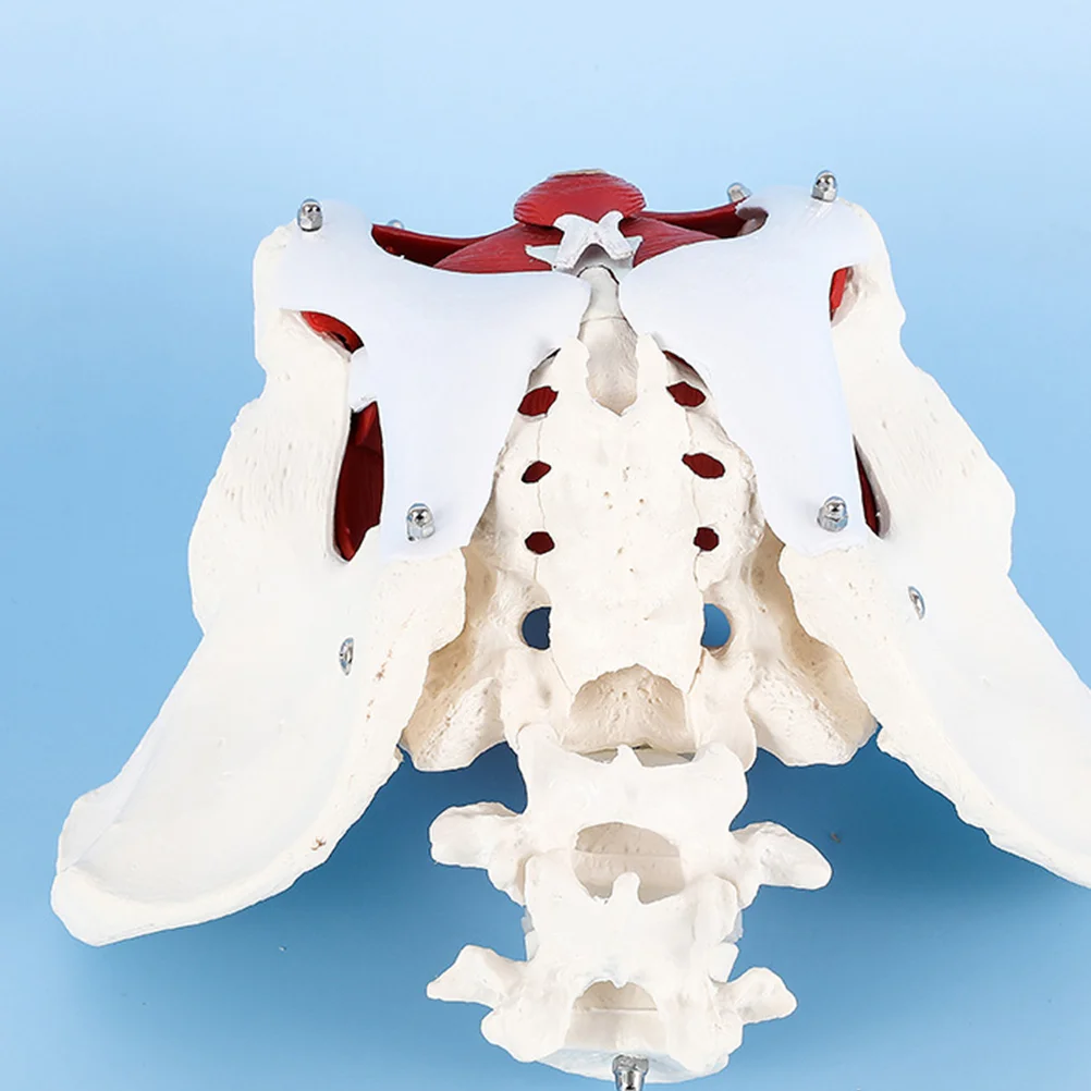Model Medical Teaching Aid Pelvic Muscle Anatomical Display Pelvis for Learning Female PVC