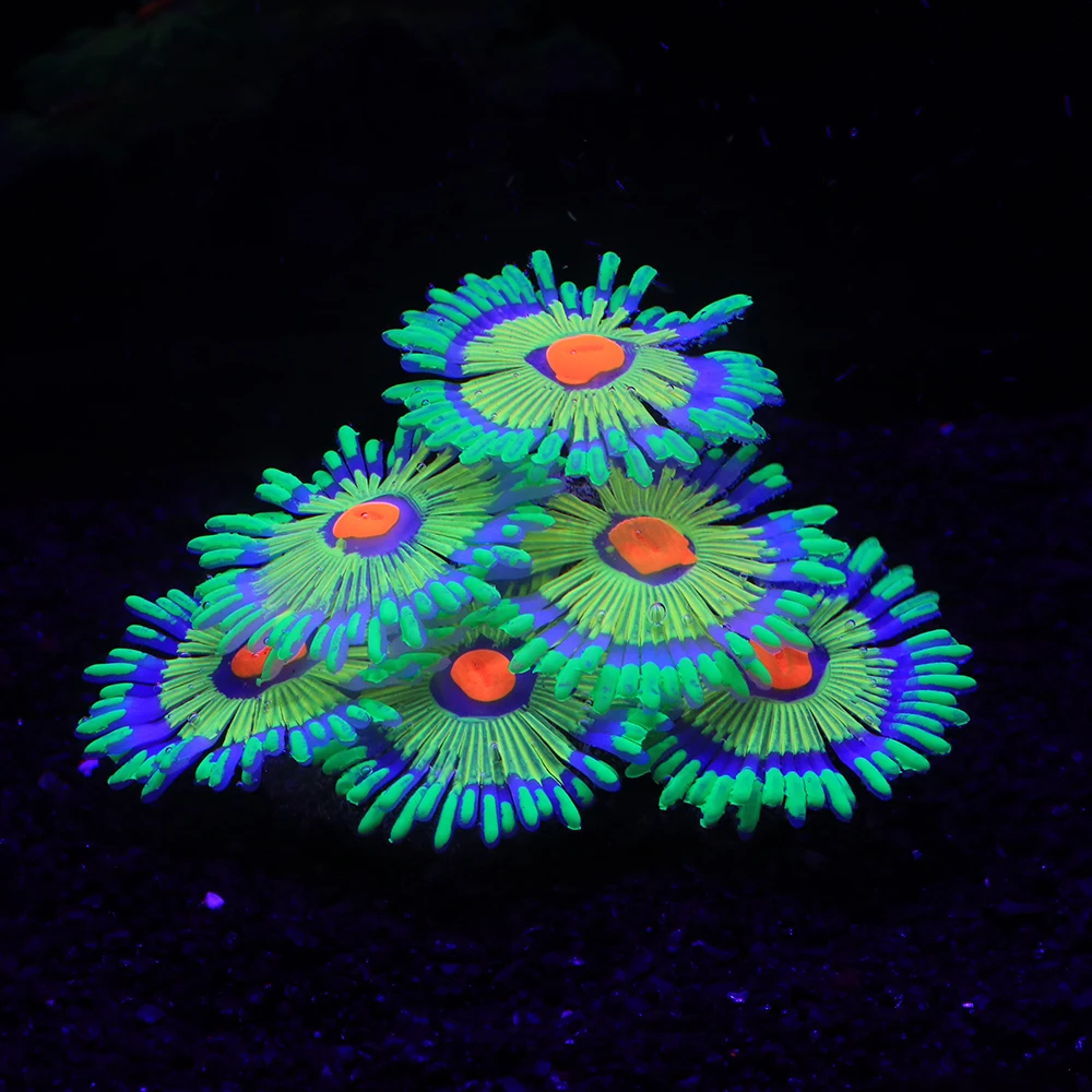 Silicone Simulated Sea Anemone Night Glow Effect Fish Tank Decoration Aquarium Underwater World Plant Decoration Accessories