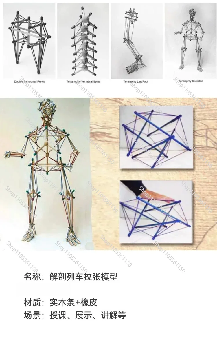 Anatomy Trains Structural Integration Tensegrity Pelvic Tension Model Structure Rehabilitation Fascia Tensioning Teaching Aids