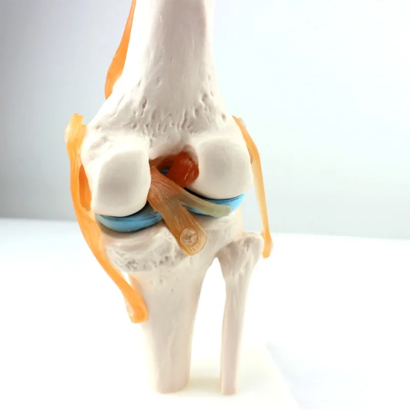 

Knee Model 1:1 Knee Arthroscopic Model, Bone Model