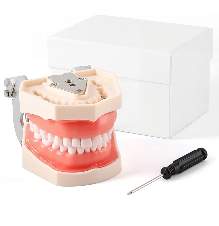 AZDENT Dental Standardzahnmodell 32-Zahn-Extraktionsmodell 1:1 Harzzähne Abnehmbares weiches Zahnfleisch Schraubendreher Zahnmedizinunterricht – Detail 10