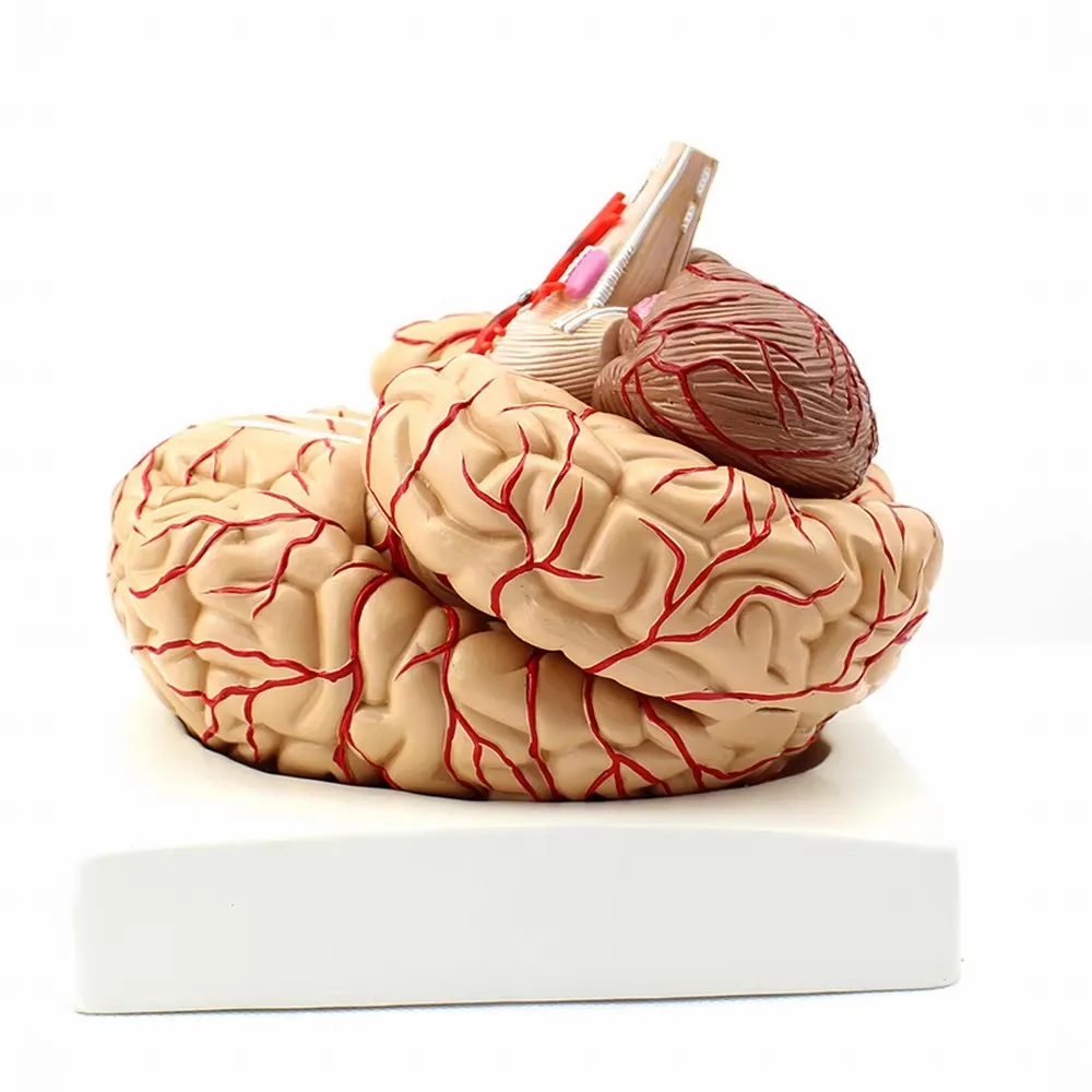 

Human Brain Anatomy Model With Display Base Disassembled Anatomical Medical Student Teaching Tool