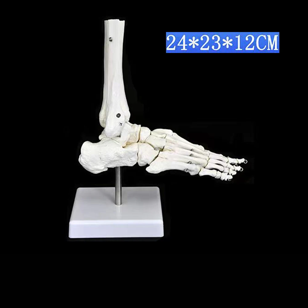 Life Size Foot Ankle Joint Anatomical Skeleton Model Medical Display Study Tool Medical Science Stationery for School 1:1 New