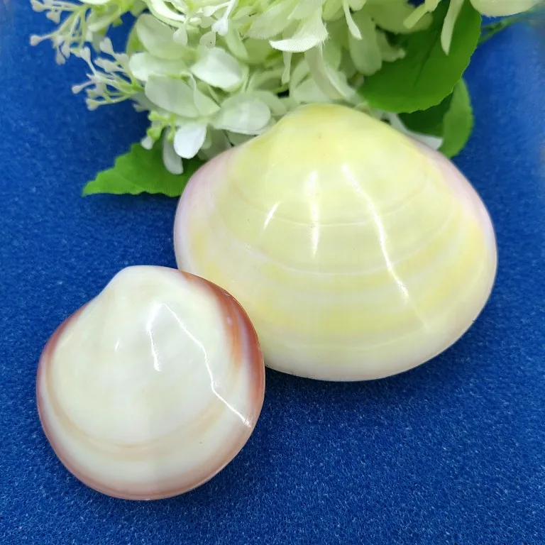 4PCS Polished Purple Clam Sea Shells for DIY Craft Mermaid Beach Wedding Home Decoration 8cm-9cm Sanguinolaria Chinensis