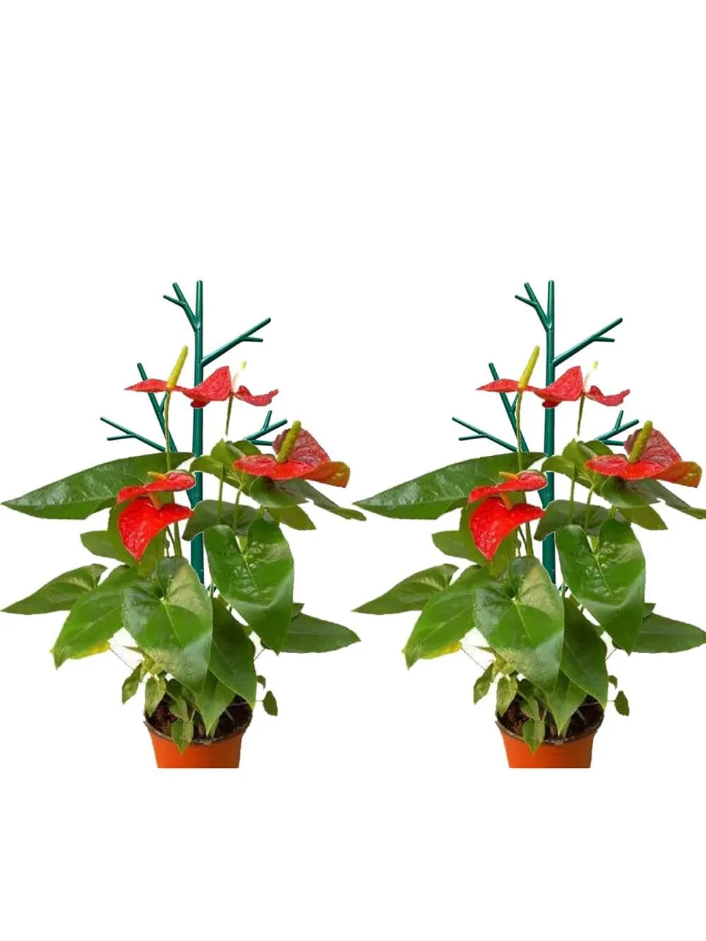 

2Pcs/Set Plant Climbing Frame Plant Support Rack Garden Plant Growth Accessories Climbing Holder Flower Vine Stand
