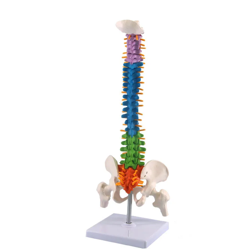 45CM Color Human Spine with Pelvic Model Human Anatomical Anatomy Spine Medical Model School Medical teaching supplies