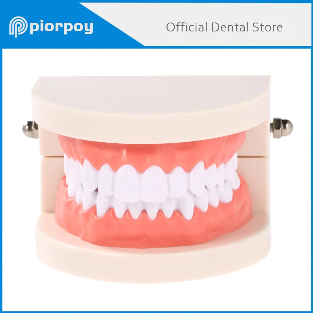 PIORPOY Dental Teaching Standard Teeth Dentist Model Teaching Study Children Study Cavities Model Demonstration Dentistry Tool