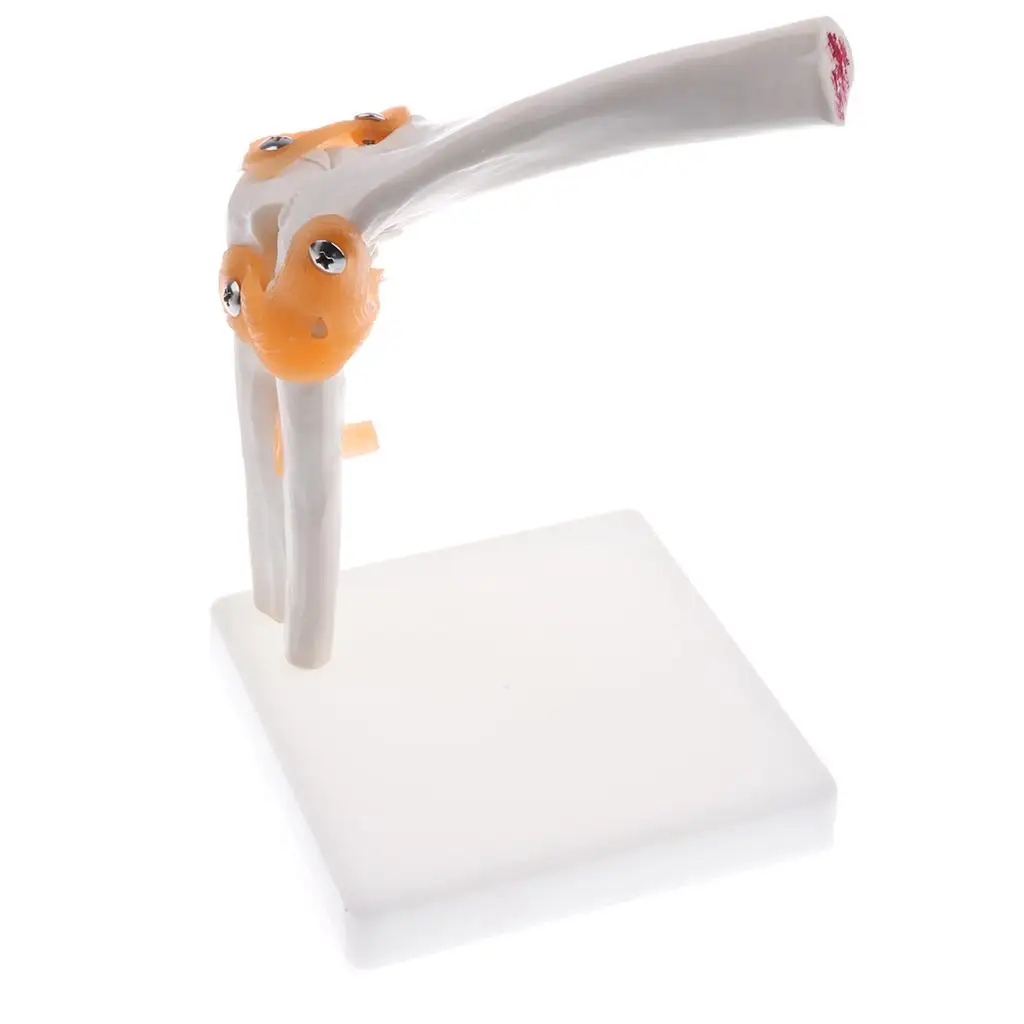 1:1 Human Elbow Joint Ligament Model with Base School Biology Teaching Equipment