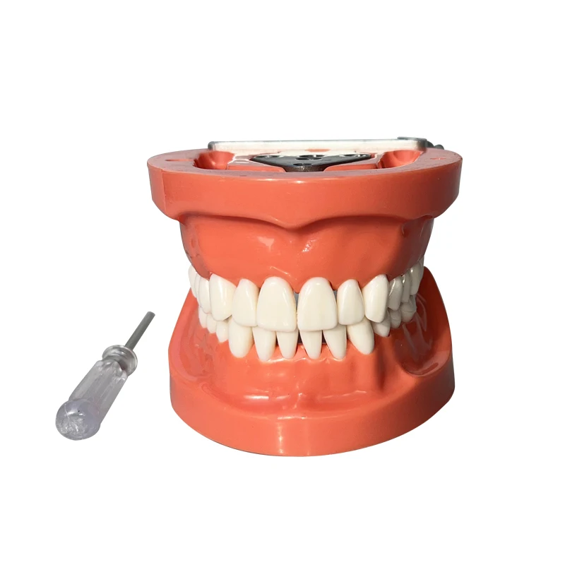Dental Teaching Model Standard Model 32 Screw-in Teeth Demonstration Tooth Model Suitable for Dental Model Hard Teeth