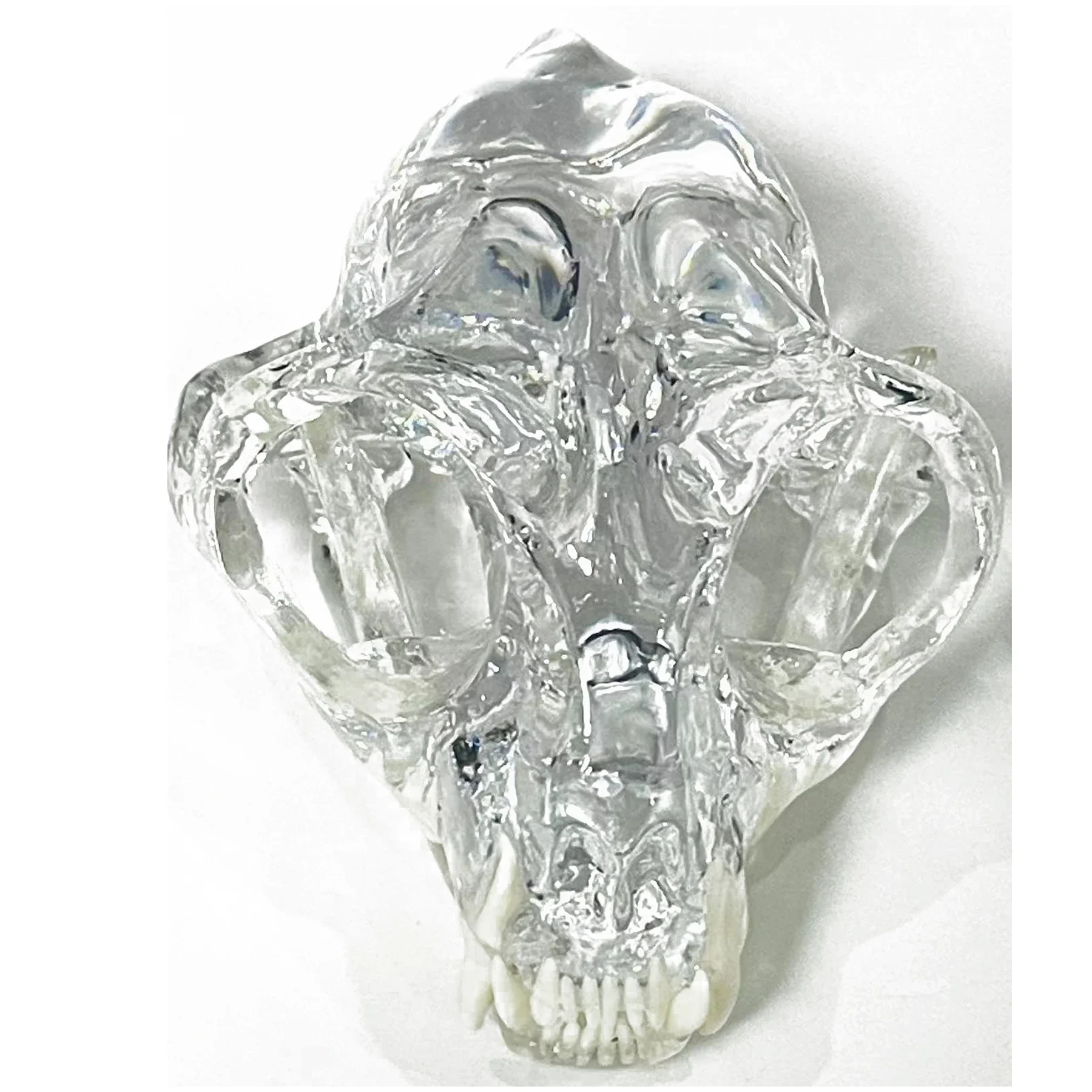 Transparent Cat skull Teeth Anatomical Model Dental Animals Oral Tooth Jaw for Veterinary Office Educational Tool Anatomy Demo