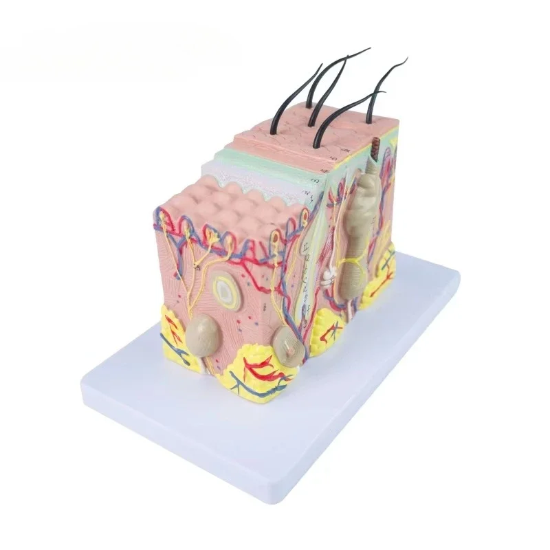 Human skin anatomy model, human body structure 3D skin model