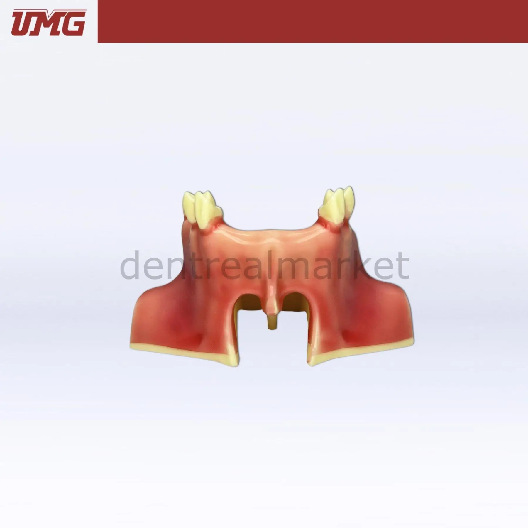 UMG Dental - Umg Model Sine Lift Training Model - UM-2012