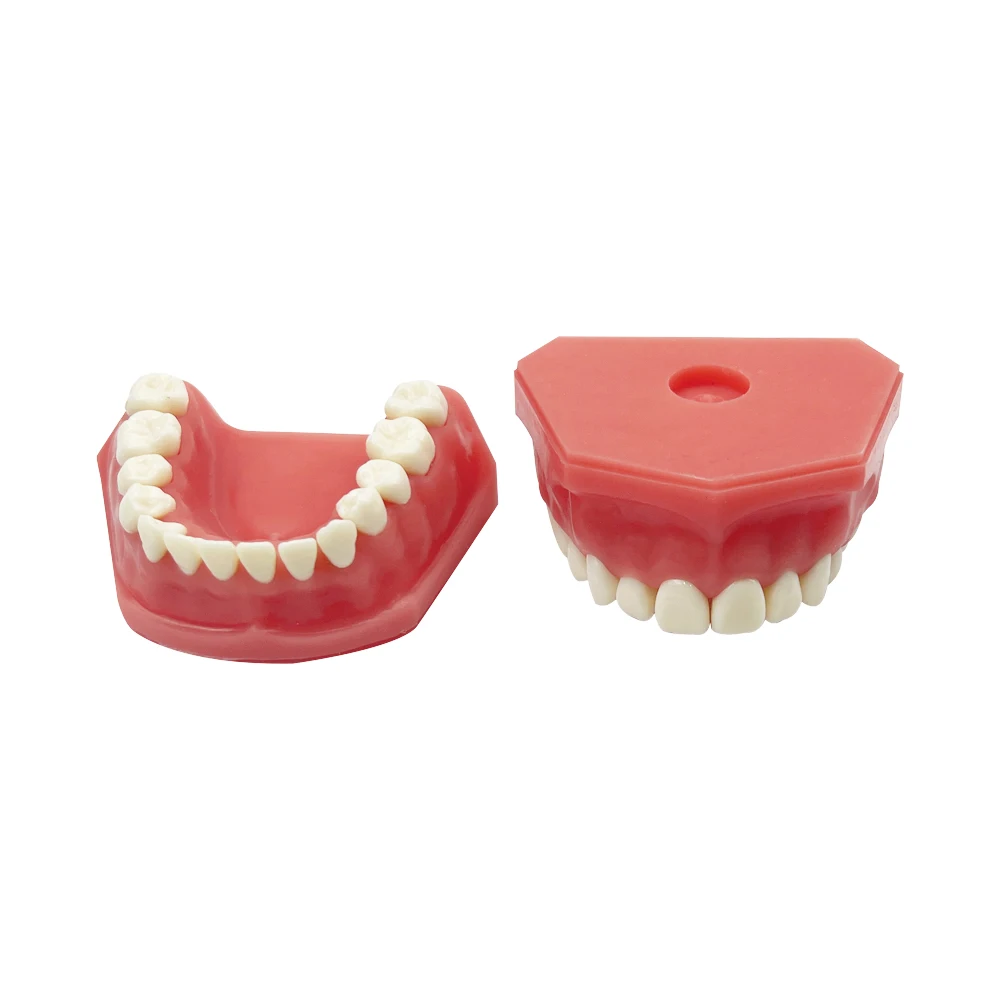 1Pcs Standard 28-Tooth Tooth Model Full Mouth Teeth Removable Soft Gum Practice Model For Medical Students Practical Training