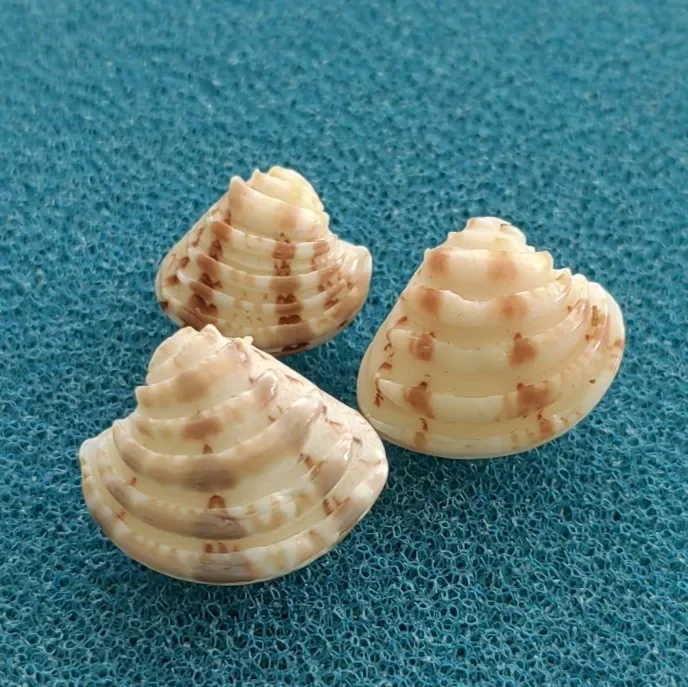Natural Conch Shell Glosssidae Specimen Snail Collection Snail Rare Clams Home Decoration Ornament Beach Decorations for Home