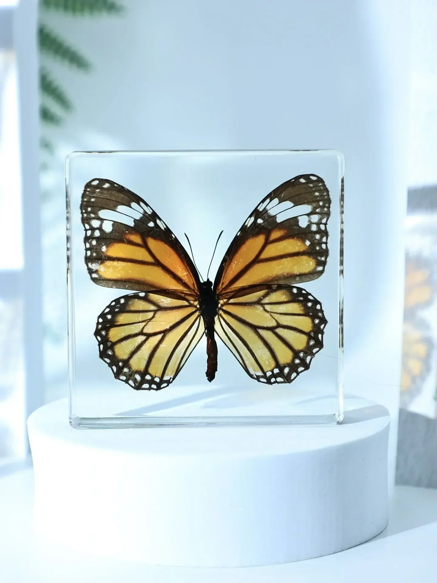 29Natural Real Butterfly Specimens Rare And Exquisite Specimens For Home Decoration Display Collection In Teaching Special Gifts