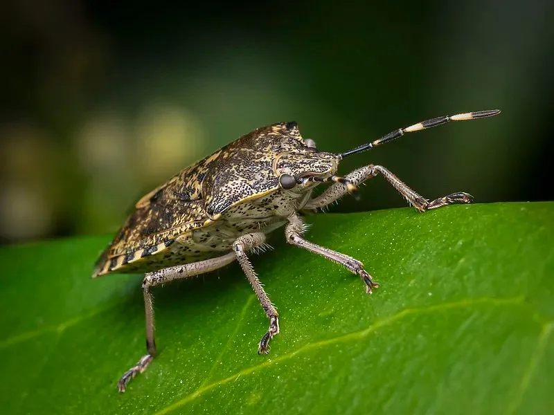 

Запчасти для радиоуправляемых машин MJX Hyper Go: пульт дистанционного управления 14209, аксессуары для внедорожников/пляжных мотоциклов масштаба 1/14, мотор B2852A с теплоотводом.