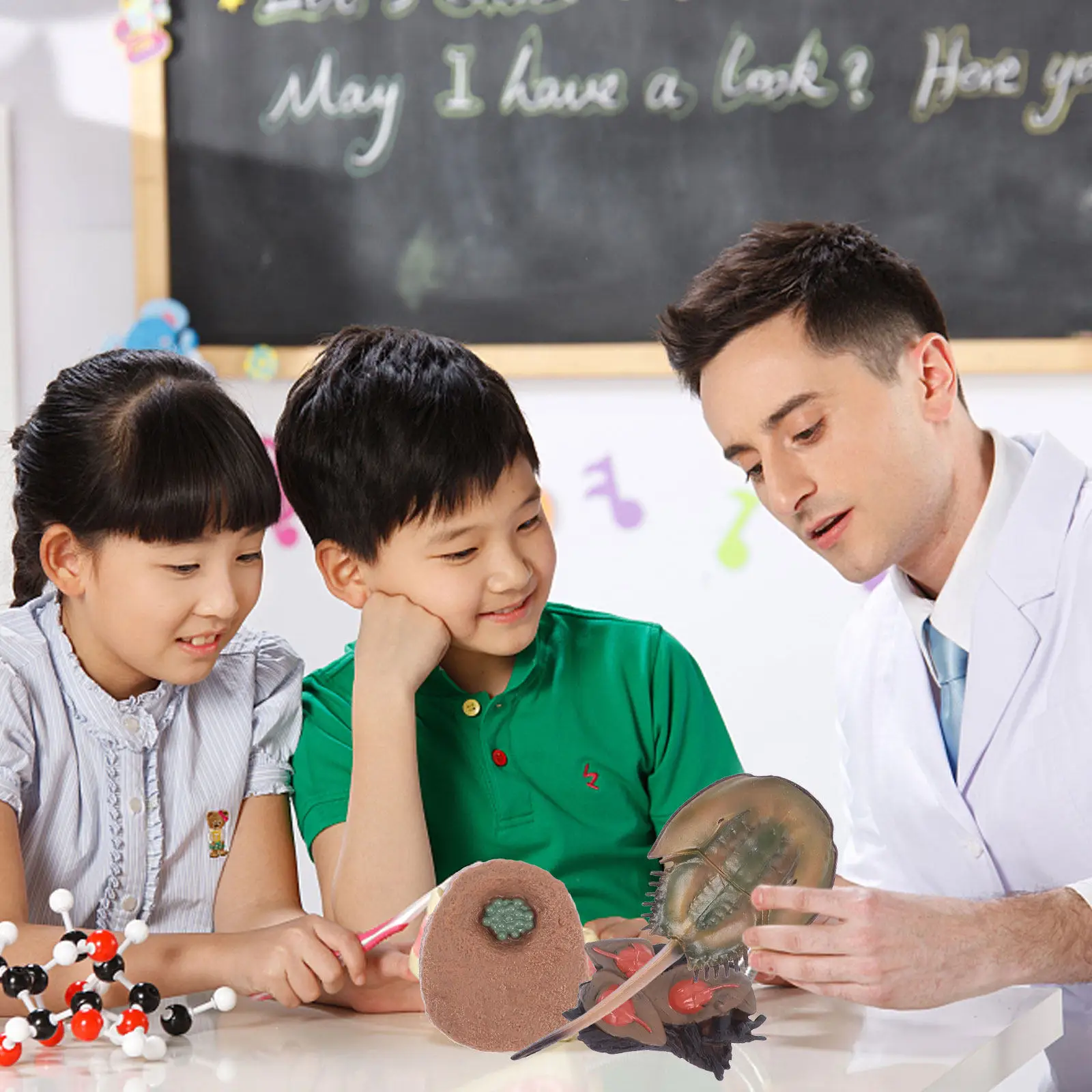 

1Set Horseshoe Crab Biological Cycle Handicraft Detailed Animal Evolution Learning Aid for Kids Science Education Desktop