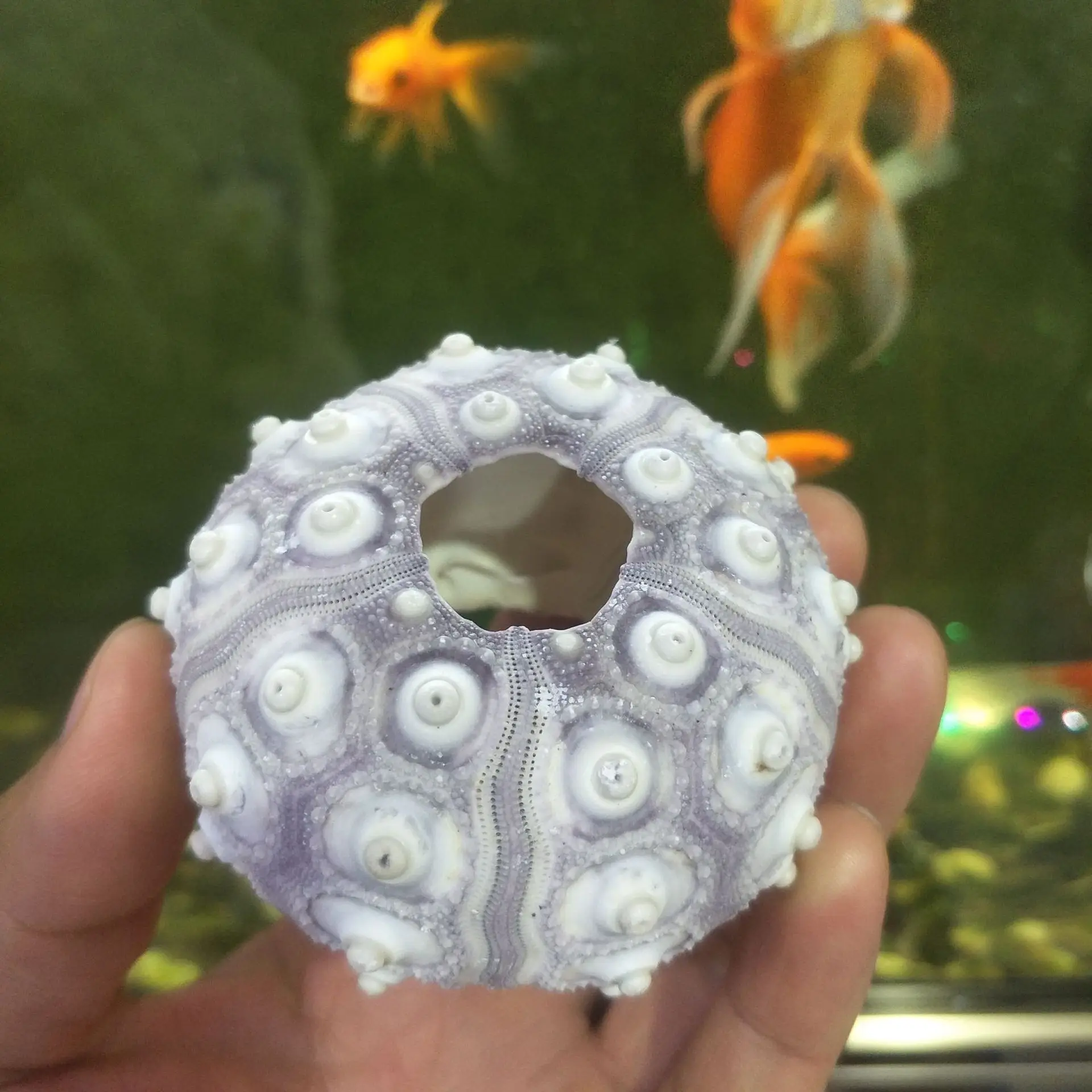 Natural sea urchin air pineapple lavender 4-7cm Decorative shell conch gift wedding table DIY Sea urchin shell