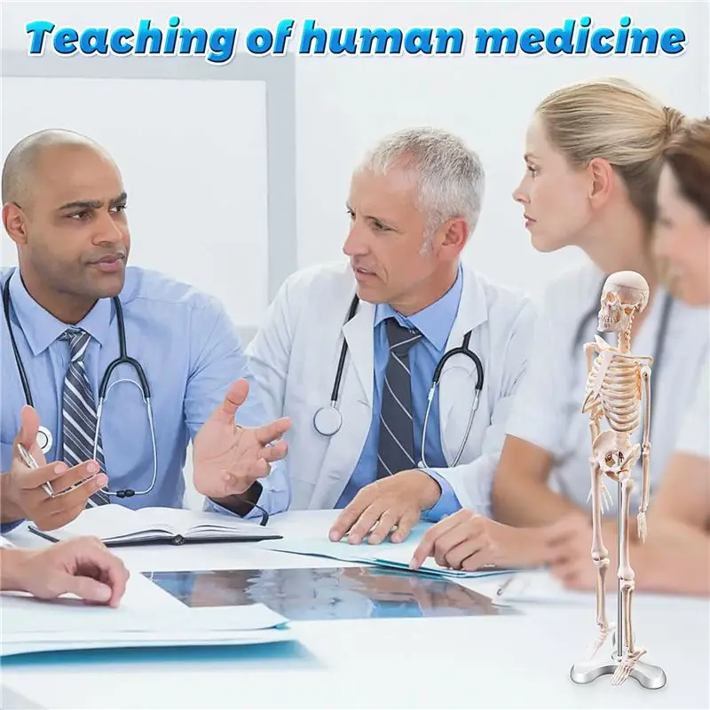 A97I-45CM Human Anatomical Anatomy Skeleton Model Poster Learn Aid Anatomy Human Skeletal Model
