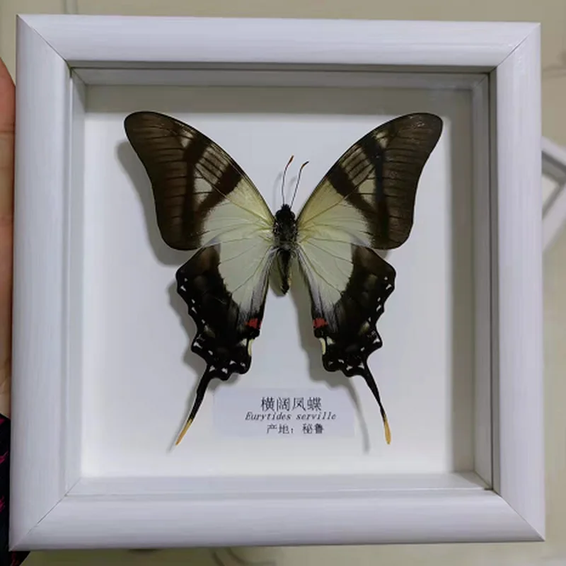 Real Butterfly Specimen Various Butterfly Photo Frames Home Decoration Birthday Gifts Valentine's Day Gifts home accessories