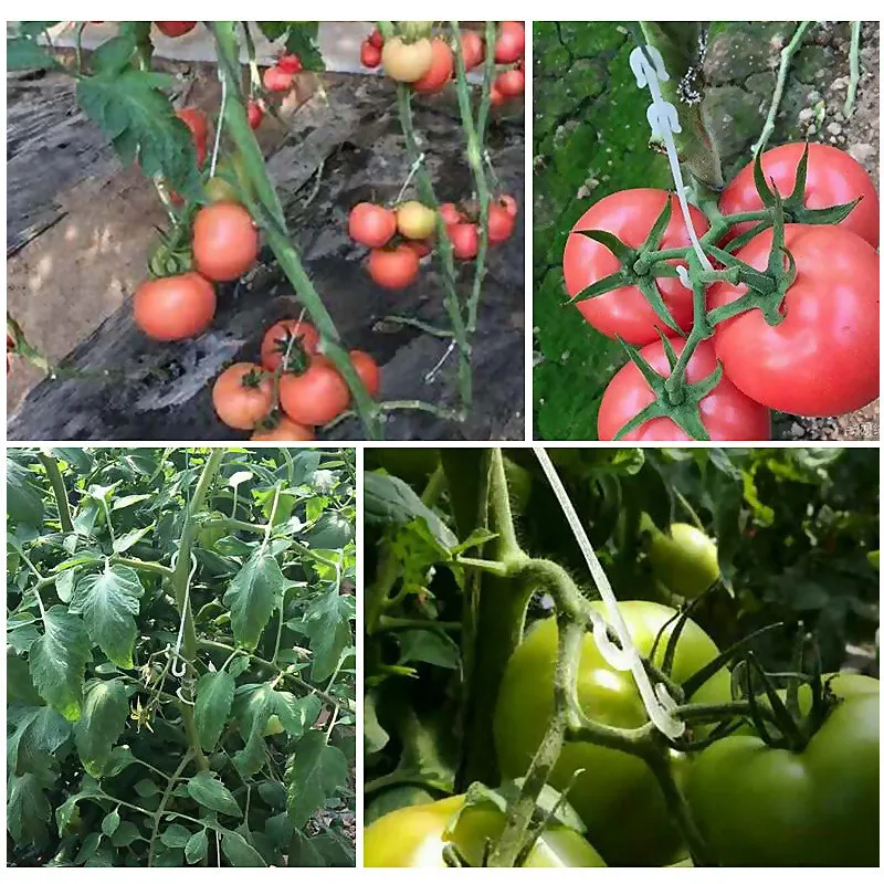 13/16cm Tomaten stütze j-förmiger Ohr haken clip Garten gemüse Weinreben verschluss schnalle verhindern, dass Obst cluster 5/200 Stück fallen