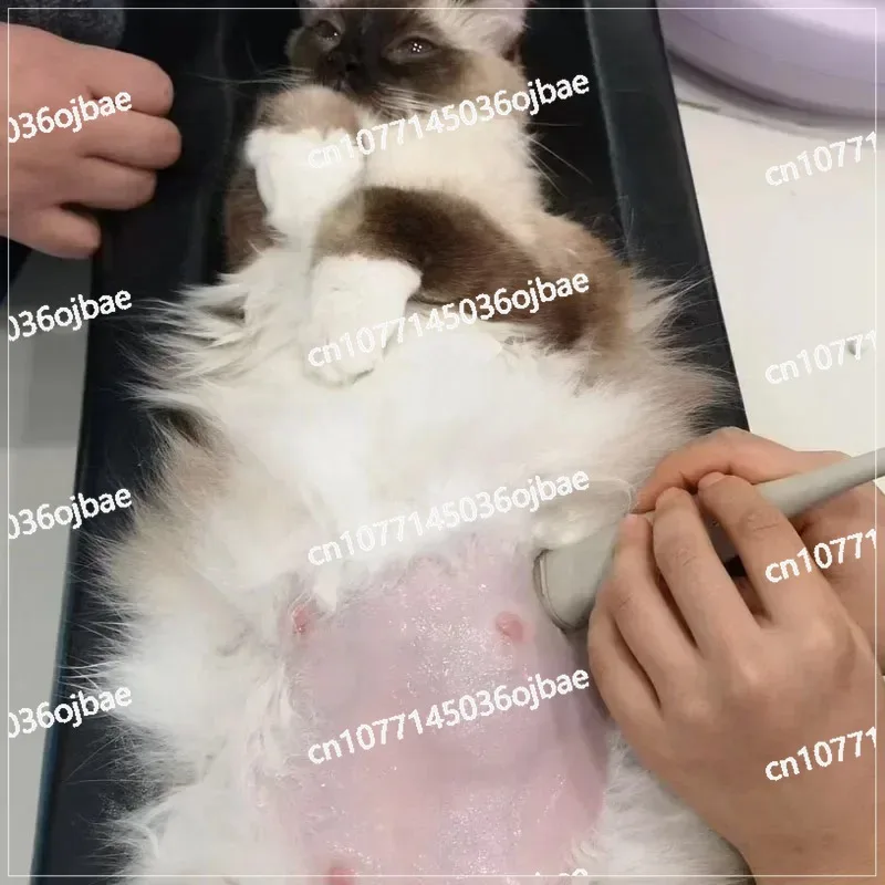 Animal Xray Machine Tools Veterinary Hospital Pet Use Radiographic Positioning  Aid X-ray Positioner X-ray Mat Small Size