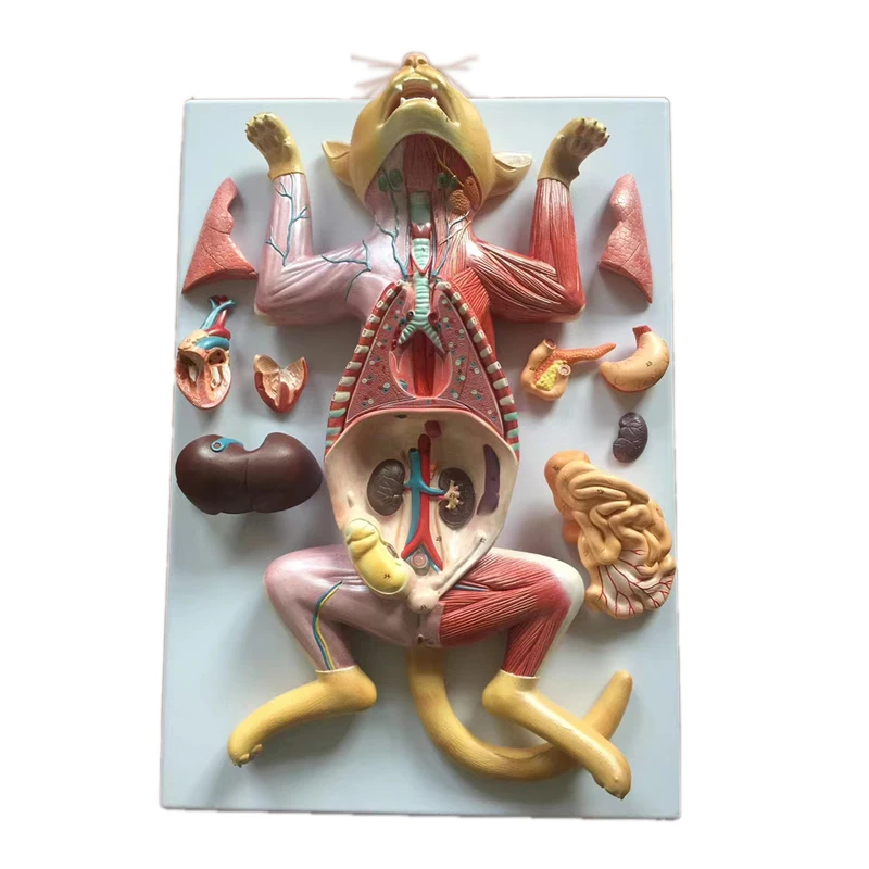 medical science cat anatomy model Cat Anatomy (Thoracic and Abdominal Organs) professional medical for veterinary