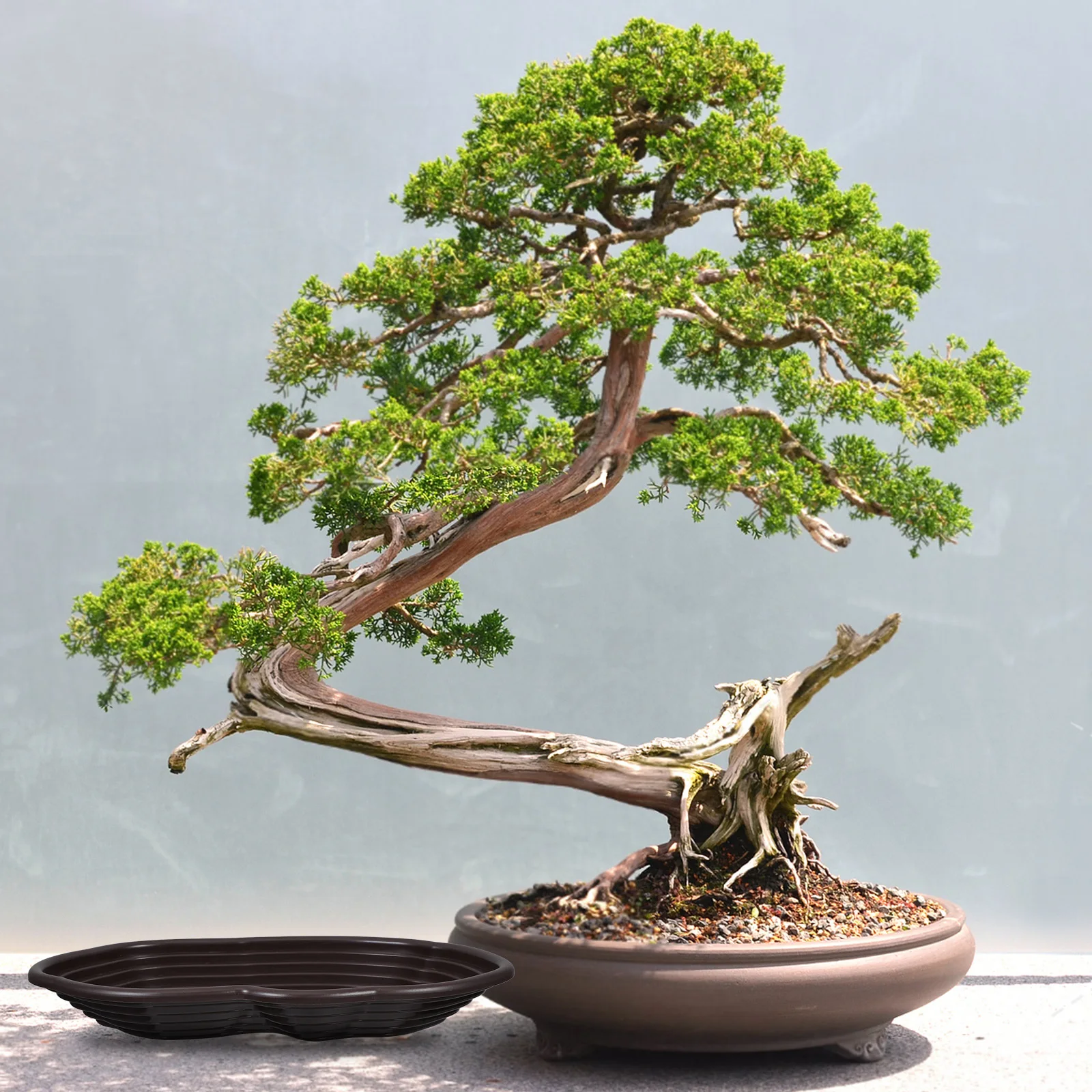 كبير السلاحف حوض الاستحمام الزواحف وعاء الماء السلحفاة الفرح منصة طبق التغذية تمرغ بركة منحدر خزان ديكور الحيوانات الأليفة #6